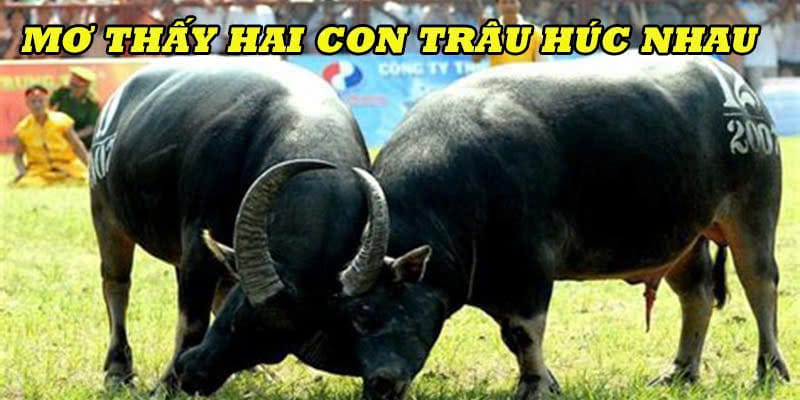 Mơ thấy trâu đánh con gì khi hai chú húc nhau?