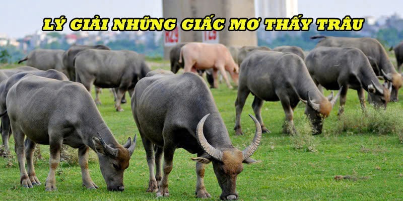 Cùng Sổ Mơ Lô Đề giải mã những giấc mơ thấy trâu đánh con gì