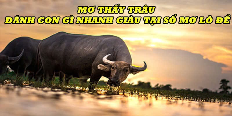 Mơ thấy trâu đánh con gì để nhanh phất lộc?