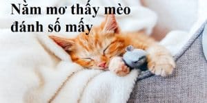 nằm mơ thấy mèo đánh số mấy